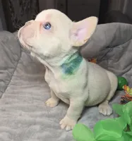 (Green) Ziggy Lilac Platinum, a male French Bulldog for sale in Comstock Park, MI – 6 of 10