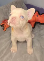 (Orange) Lea Lilac Platinum, a female French Bulldog for sale in Comstock Park, MI – 5 of 9