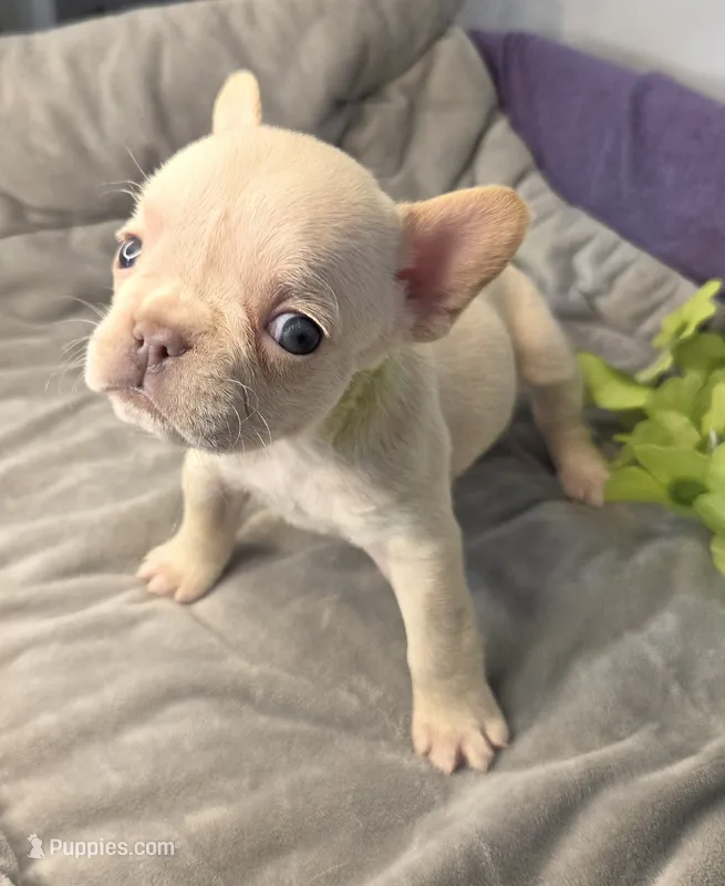 (Lt Breen) Jewel Lilac Platinum, a female French Bulldog for sale in Comstock Park, MI – 1 of 8