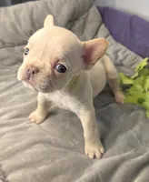 (Lt Breen) Jewel Lilac Platinum, a female French Bulldog for sale in Comstock Park, MI – 1 of 8