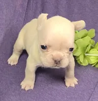 (Lt Breen) Jewel Lilac Platinum, a female French Bulldog for sale in Comstock Park, MI – 7 of 8
