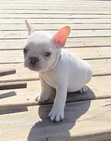 (Lt Blue Male) Boris Lilac Platinum, a male French Bulldog for sale in Comstock Park, MI – 7 of 10