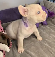 (Purple) Yara Lilac Platinum, a female French Bulldog for sale in Comstock Park, MI – 1 of 10