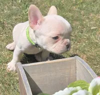 (Lt Green Female) Jewel Lilac Platinum, a female French Bulldog for sale in Comstock Park, MI – 5 of 7