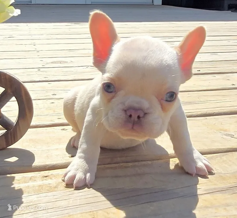 (Lt Breen) Jewel Lilac Platinum – French Bulldog puppy for sale in Comstock Park, MI