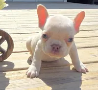 (Lt Green Female) Jewel Lilac Platinum, a female French Bulldog for sale in Comstock Park, MI – 1 of 7