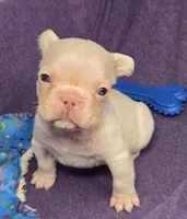 (Blue) Kumo Lilac Platinum, a male French Bulldog for sale in Comstock Park, MI – 8 of 9
