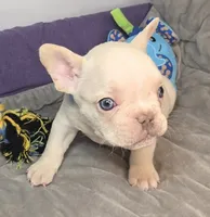 (Lt Blue) Boris Lilac Platinum, a male French Bulldog for sale in Comstock Park, MI – 8 of 10