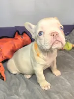 (Orange) Lea Lilac Platinum, a female French Bulldog for sale in Comstock Park, MI – 6 of 9
