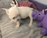 (Purple) Yara Lilac Platinum, a female French Bulldog for sale in Comstock Park, MI – 4 of 10