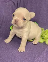(Lt Breen) Jewel Lilac Platinum, a female French Bulldog for sale in Comstock Park, MI – 8 of 8