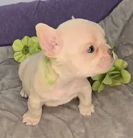 (Lt Breen) Jewel Lilac Platinum, a female French Bulldog for sale in Comstock Park, MI – 5 of 8