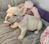 (Pink) Blondie Lilac Platinum, a female French Bulldog for sale in Comstock Park, MI – 5 of 9