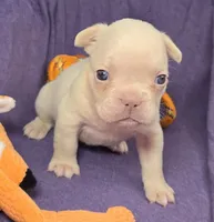 (Orange) Lea Lilac Platinum, a female French Bulldog for sale in Comstock Park, MI – 7 of 9