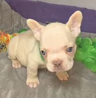 (Green) Ziggy Lilac Platinum, a male French Bulldog for sale in Comstock Park, MI – 4 of 10