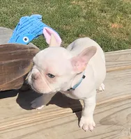 (Lt Blue Male) Boris Lilac Platinum, a male French Bulldog for sale in Comstock Park, MI – 10 of 10