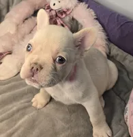 (Pink) Blondie Lilac Platinum, a female French Bulldog for sale in Comstock Park, MI – 4 of 9