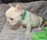 (Green) Ziggy Lilac Platinum, a male French Bulldog for sale in Comstock Park, MI – 3 of 10