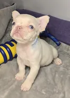 (Blue) Kumo Lilac Platinum, a male French Bulldog for sale in Comstock Park, MI – 1 of 9