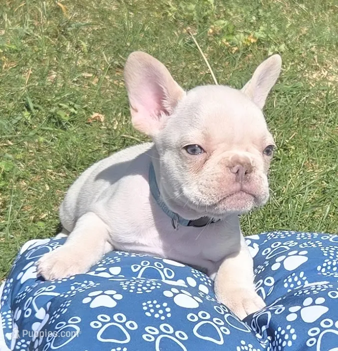(Lt Blue) Boris Lilac Platinum – French Bulldog puppy for sale in Comstock Park, MI