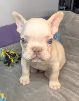 (Lt Blue) Boris Lilac Platinum, a male French Bulldog for sale in Comstock Park, MI – 10 of 10