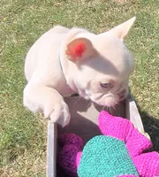 (Green Male) Ziggy Lilac Platinum, a male French Bulldog for sale in Comstock Park, MI – 5 of 10
