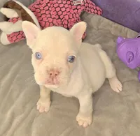 (Purple) Yara Lilac Platinum, a female French Bulldog for sale in Comstock Park, MI – 3 of 10