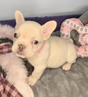 (Pink) Blondie Lilac Platinum, a female French Bulldog for sale in Comstock Park, MI – 2 of 9
