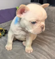 (Lt Blue) Boris Lilac Platinum, a male French Bulldog for sale in Comstock Park, MI – 5 of 10