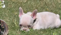 (Lt Green Female) Jewel Lilac Platinum, a female French Bulldog for sale in Comstock Park, MI – 2 of 7