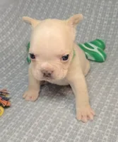 (Green) Ziggy Lilac Platinum, a male French Bulldog for sale in Comstock Park, MI – 8 of 10
