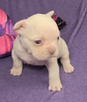 (Purple) Yara Lilac Platinum, a female French Bulldog for sale in Comstock Park, MI – 10 of 10