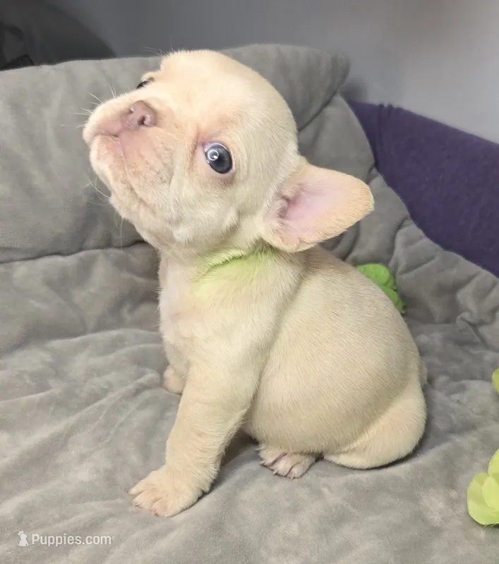 (Lt Breen) Jewel Lilac Platinum – French Bulldog puppy for sale in Comstock Park, MI