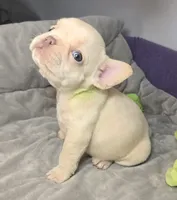 (Lt Breen) Jewel Lilac Platinum, a female French Bulldog for sale in Comstock Park, MI – 2 of 8