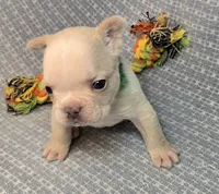 (Green) Ziggy Lilac Platinum, a male French Bulldog for sale in Comstock Park, MI – 10 of 10