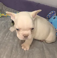 (Lt Blue) Boris Lilac Platinum, a male French Bulldog for sale in Comstock Park, MI – 6 of 10