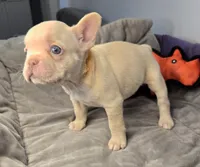 (Orange) Lea Lilac Platinum, a female French Bulldog for sale in Comstock Park, MI – 3 of 9