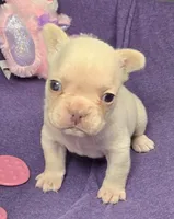 (Pink) Blondie Lilac Platinum, a female French Bulldog for sale in Comstock Park, MI – 7 of 9