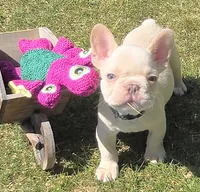 (Green Male) Ziggy Lilac Platinum, a male French Bulldog for sale in Comstock Park, MI – 3 of 10
