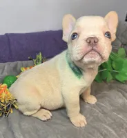 (Green) Ziggy Lilac Platinum, a male French Bulldog for sale in Comstock Park, MI – 7 of 10