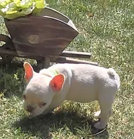 (Lt Green Female) Jewel Lilac Platinum, a female French Bulldog for sale in Comstock Park, MI – 7 of 7