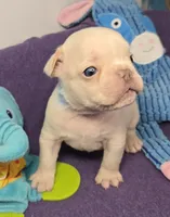 (Lt Blue) Boris Lilac Platinum, a male French Bulldog for sale in Comstock Park, MI – 1 of 10