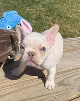 (Lt Blue Male) Boris Lilac Platinum, a male French Bulldog for sale in Comstock Park, MI – 9 of 10