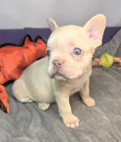 (Orange) Lea Lilac Platinum, a female French Bulldog for sale in Comstock Park, MI – 2 of 9