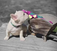 (Green Male) Ziggy Lilac Platinum, a male French Bulldog for sale in Comstock Park, MI – 6 of 10