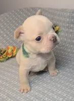 (Green) Ziggy Lilac Platinum, a male French Bulldog for sale in Comstock Park, MI – 9 of 10