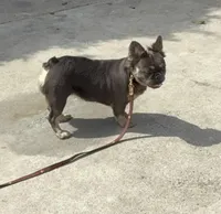 Ursala , a female French Bulldog for sale in South Gate, CA – Photo 1 of 2