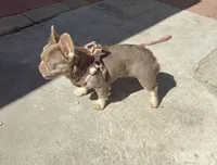 Barbie , a female French Bulldog for sale in South Gate, CA – Photo 2 of 3