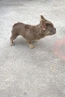 Barbie , a female French Bulldog for sale in South Gate, CA – Photo 5 of 5