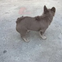 Barbie , a female French Bulldog for sale in South Gate, CA – Photo 4 of 5